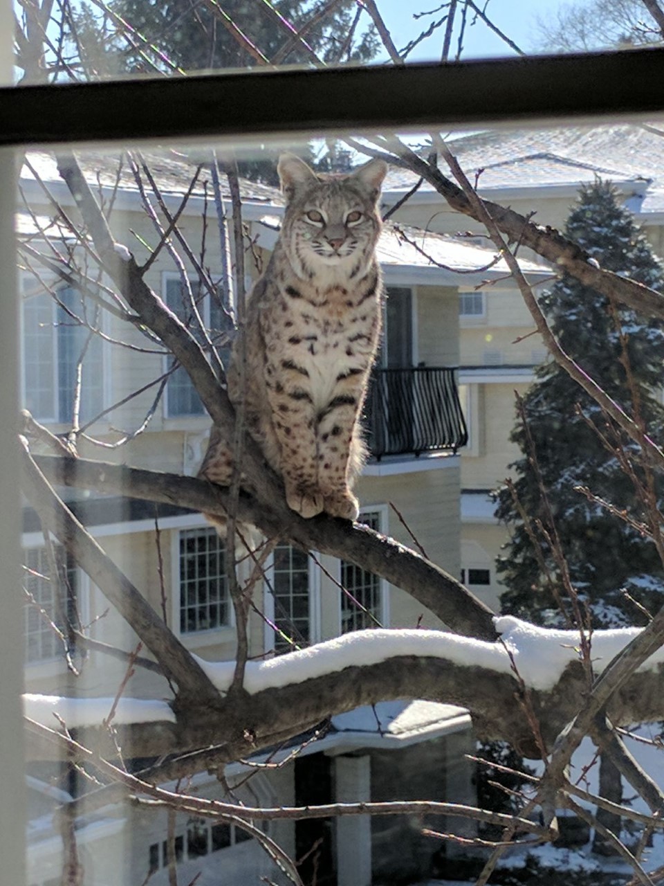 Bobcat spotted in northwest Calgary community - image