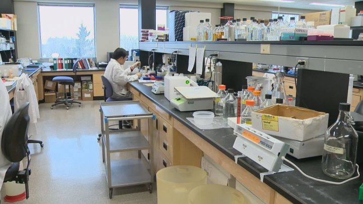Sask. scientists start next phase in developing world’s first bovine TB vaccine - image