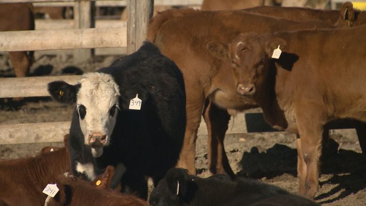 New hope is on the horizon for the cattle industry as researchers attempt to do something the entire world has never been able to achieve, develop a vaccine for bovine TB.