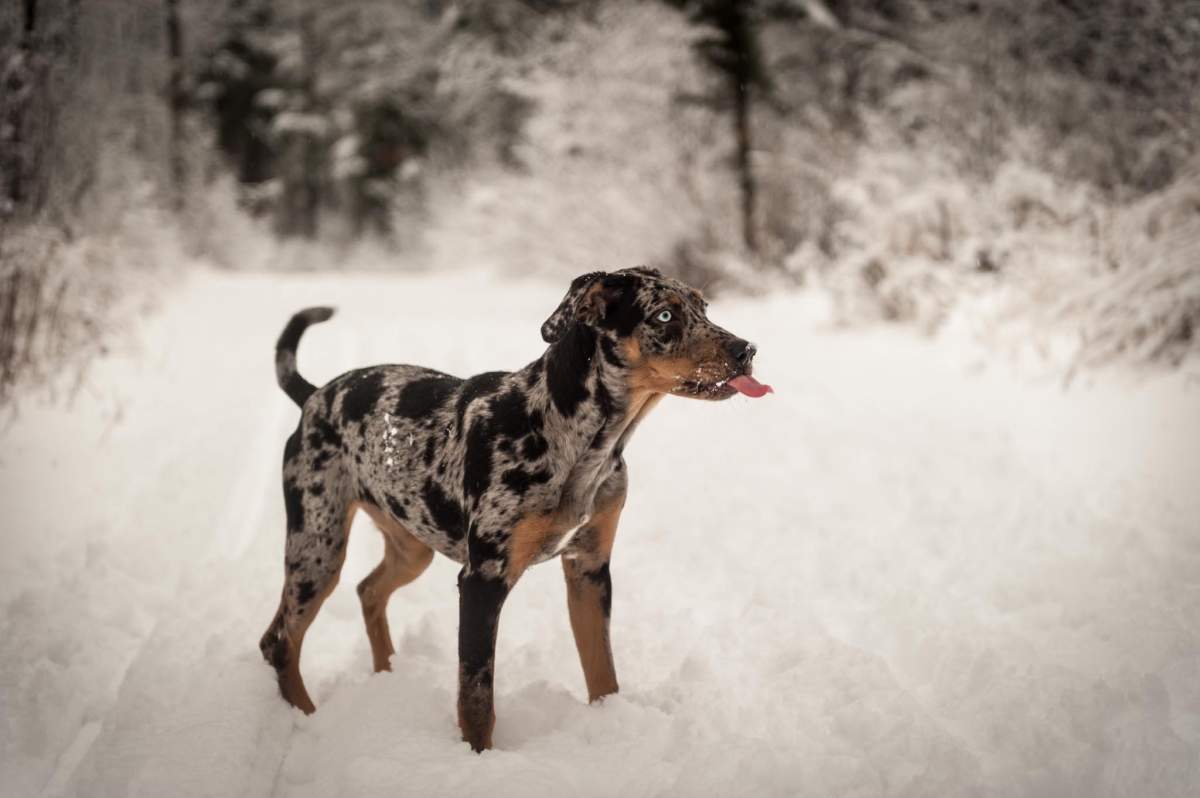 Beautiful photos of dogs playing in B.C. snow storm - image