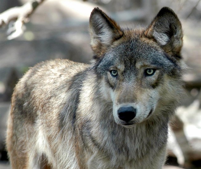 A gray wolf pictured in this 2004 file photo. 