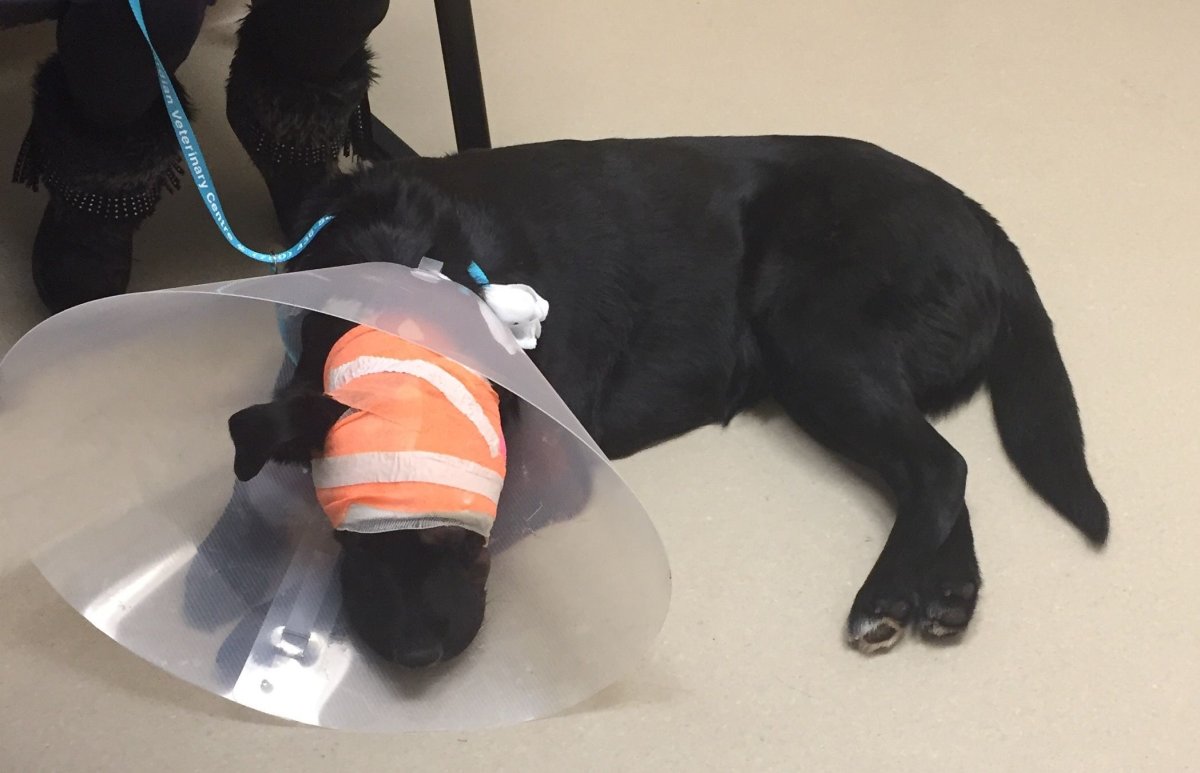A northern Alberta family says their dog, Jag, was badly injured in a cougar attack. 