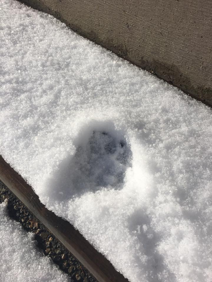 Coquitlam cougar not afraid to get up close and personal with pets - image