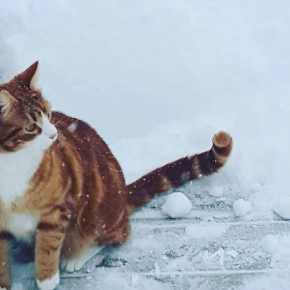 Cranbrook. Credit: Shannon Stewart