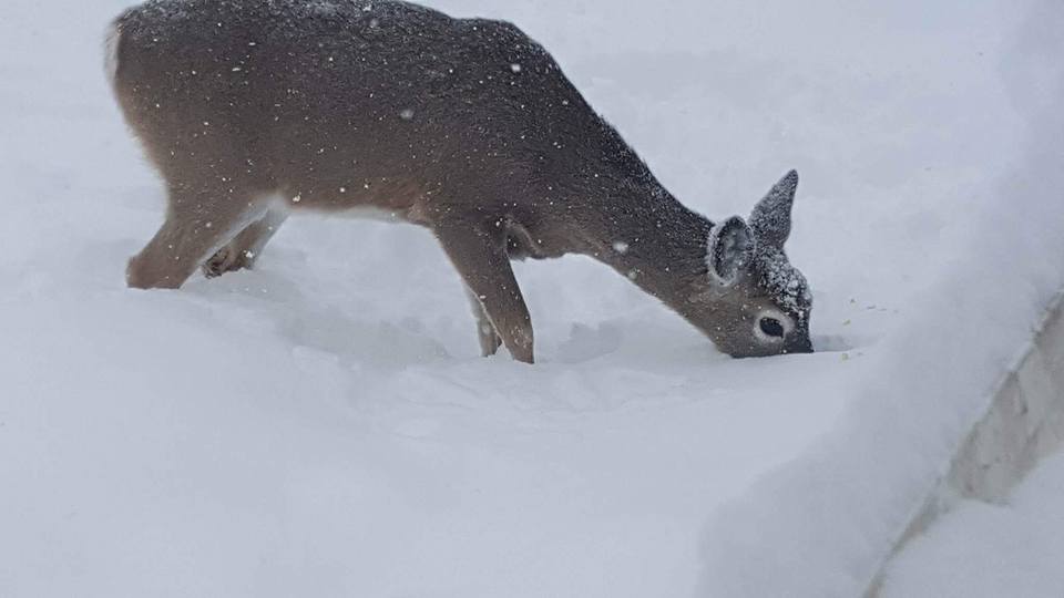 Cranbrook. Credit: Shannon Stewart