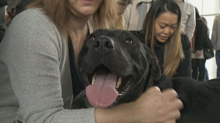 A few of the participants at the Cupcakes and Cuddles event in Vancouver on Feb. 16, 2017.