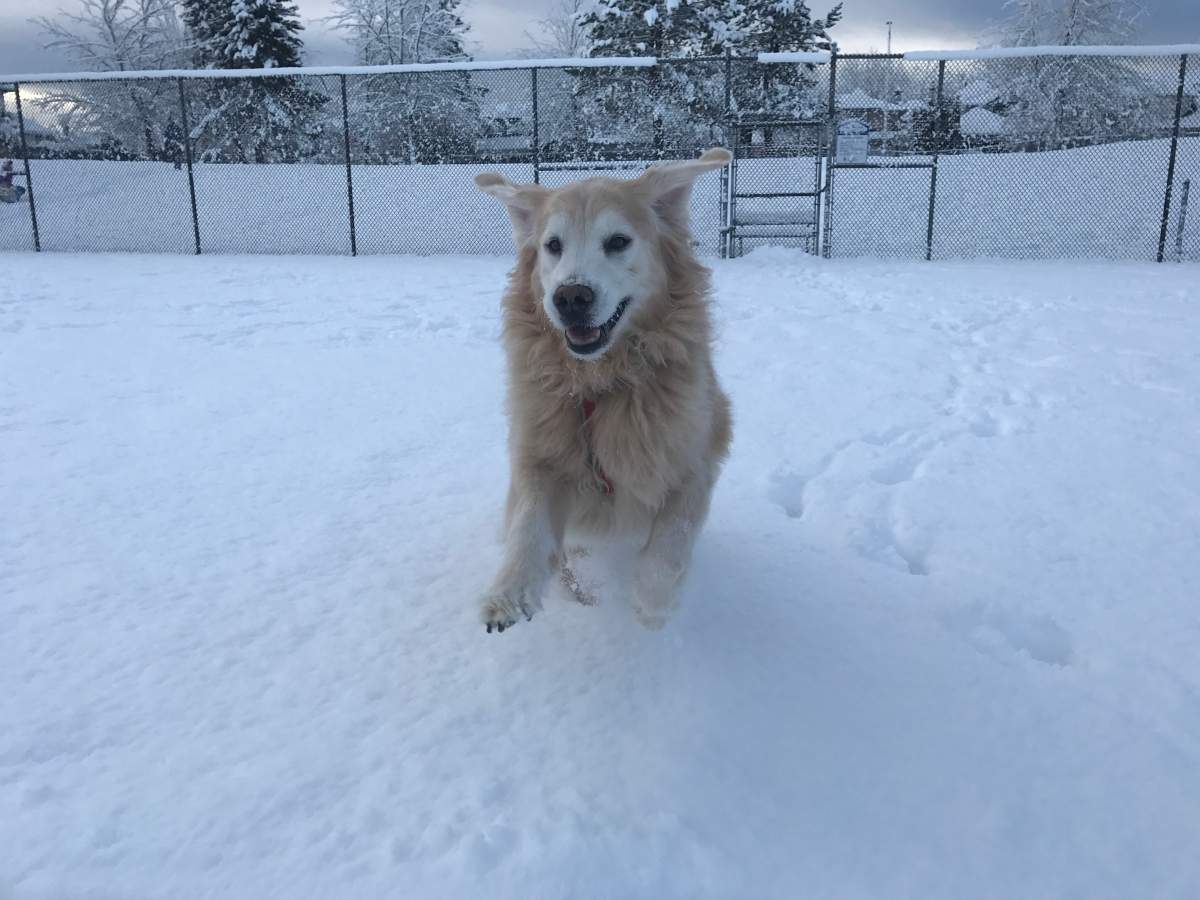 Beautiful photos of dogs playing in B.C. snow storm - image