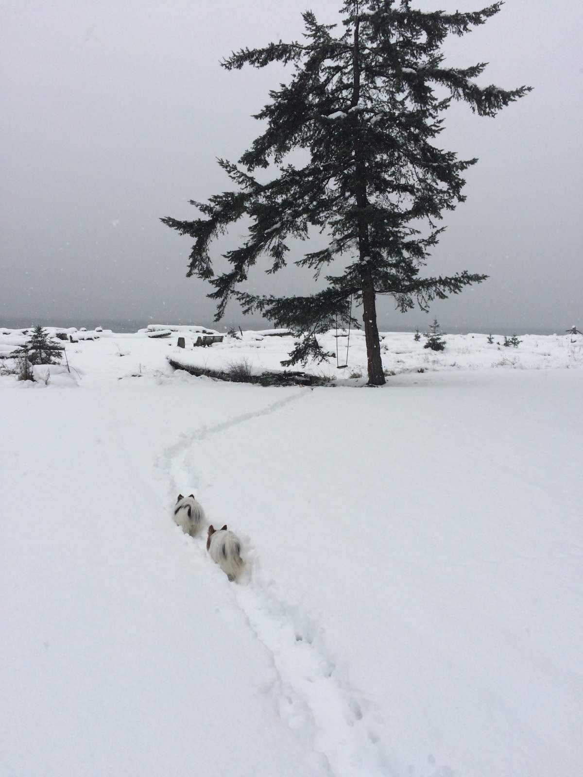 Beautiful photos of dogs playing in B.C. snow storm - image