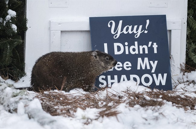 Wiarton Willie 'predicts' early spring.