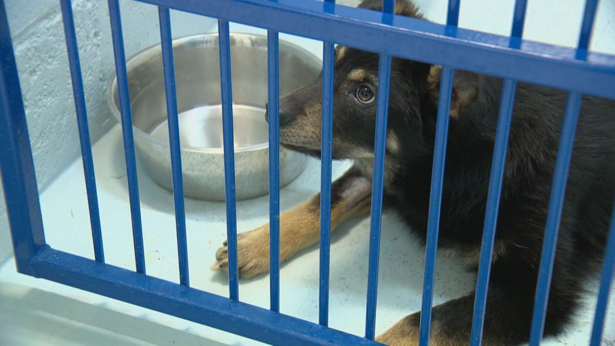 Saskatchewan animal shelters look for new strategies to meet growing demand.