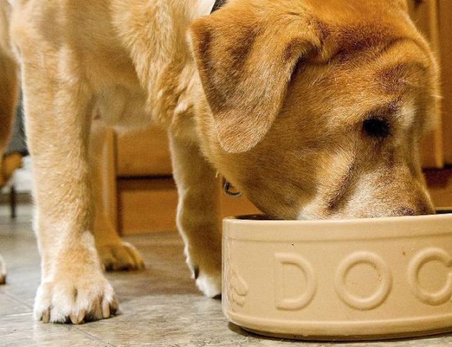 US dog food recalled after euthanasia drug found in product