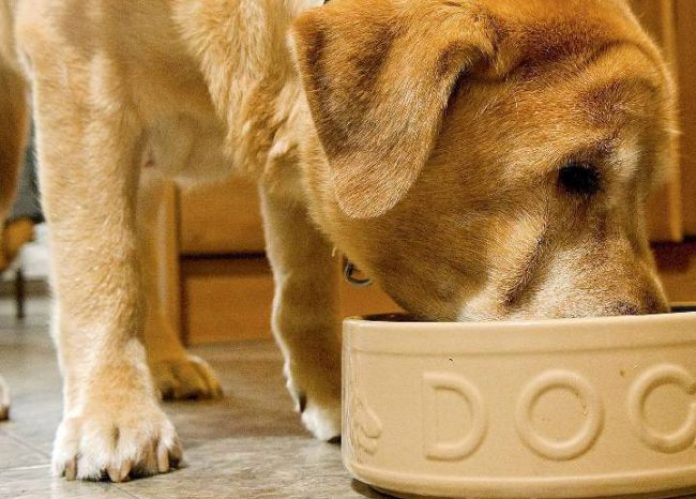 Pet nutrition: What to look for and avoid when feeding your furry friend - National | Globalnews.ca