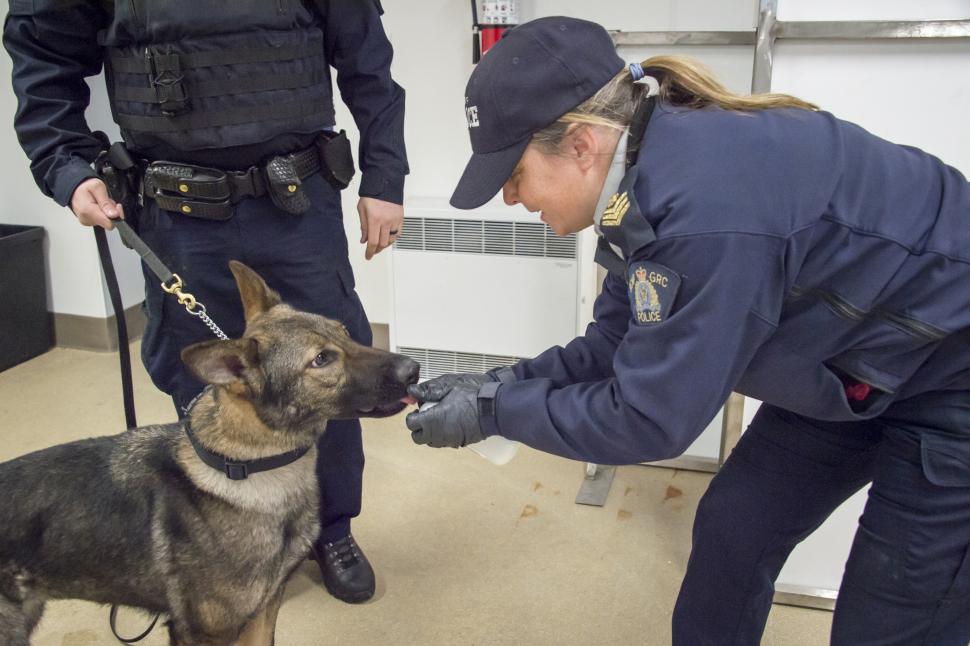 RCMP dog handler gives his dog the scent of fentanyl.