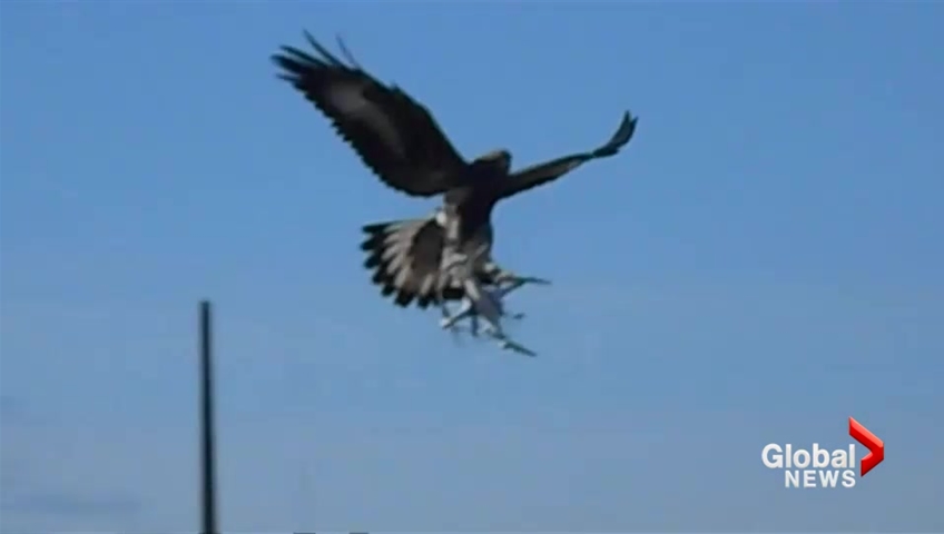 Eagles take cheap out drones