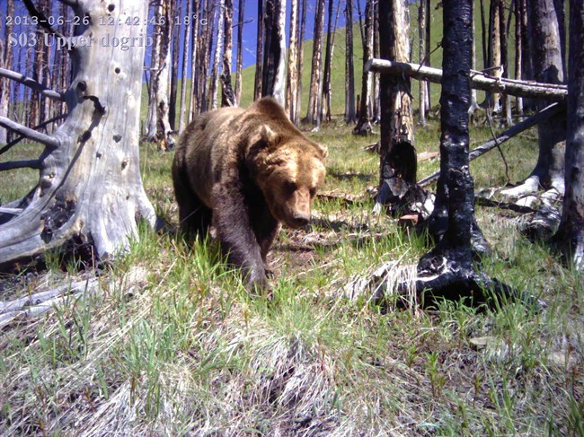 Alberta-based biologist proposes vast wildlife camera network - image