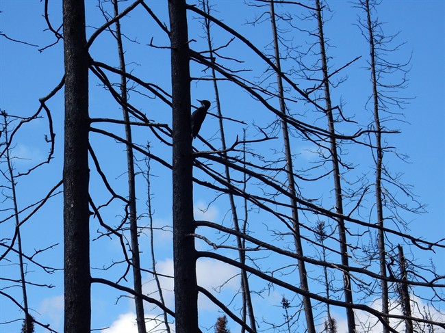 A Black-backed woodpecker is shown in a handout photo. The drumming sound of Black-backed woodpeckers is a sure sign the boreal forest is slowly starting to bounce back from the devastation caused by the wildfire that broke out last May near Fort McMurray, Alta. 