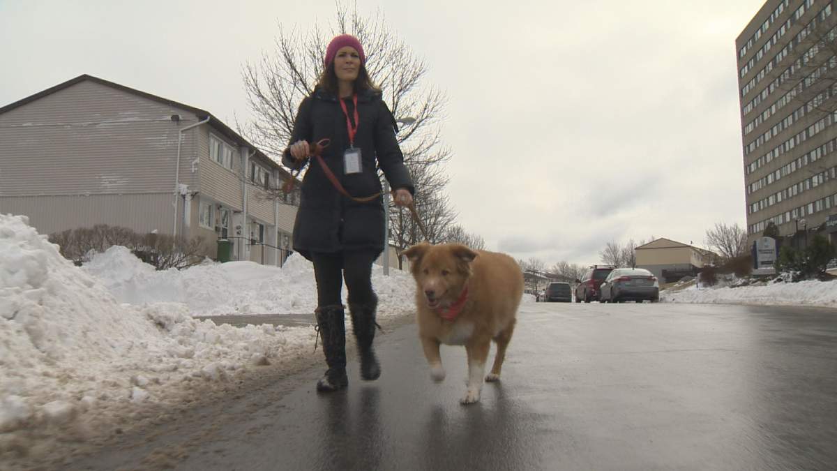 ElderDog volunteer Sonya Michels takes Jake for a walk.