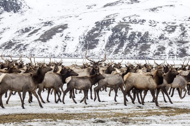 Elk make their way to the feed line Tuesday, Feb. 21, 2017, on the National Elk Refuge north of Jackson, Wyoming. A Washington, D.C., man was cited for flying a drone over the refuge on Monday, spooking about 1,500 elk.