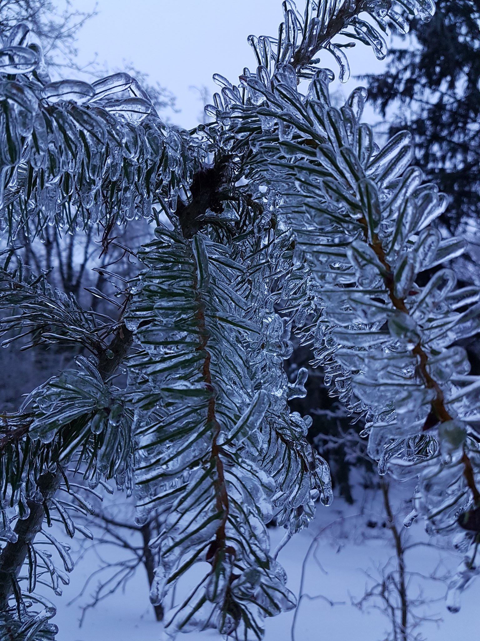 Chilliwack, Abbotsford Hit With Ice Storm, Freezing Rain (PHOTOS) - BC ...