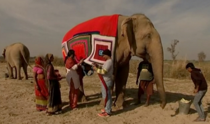 Indian elephants wear giant, hand-knitted sweaters to beat the
