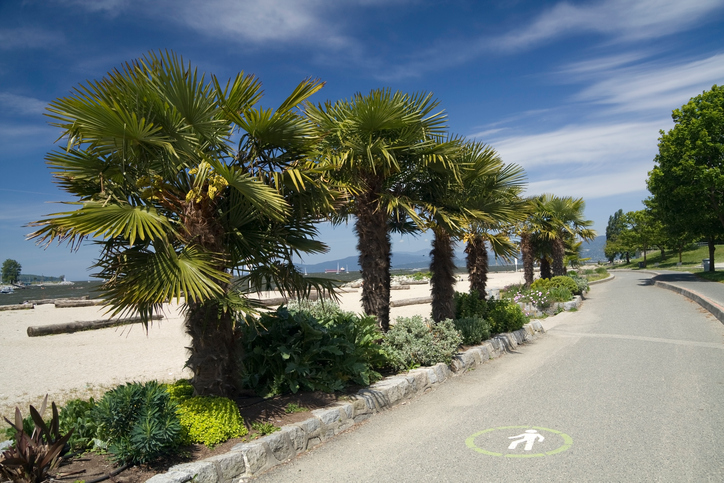You could be seeing a lot more palm trees around Vancouver, like these seen in English Bay, in future decades as our climate warms.