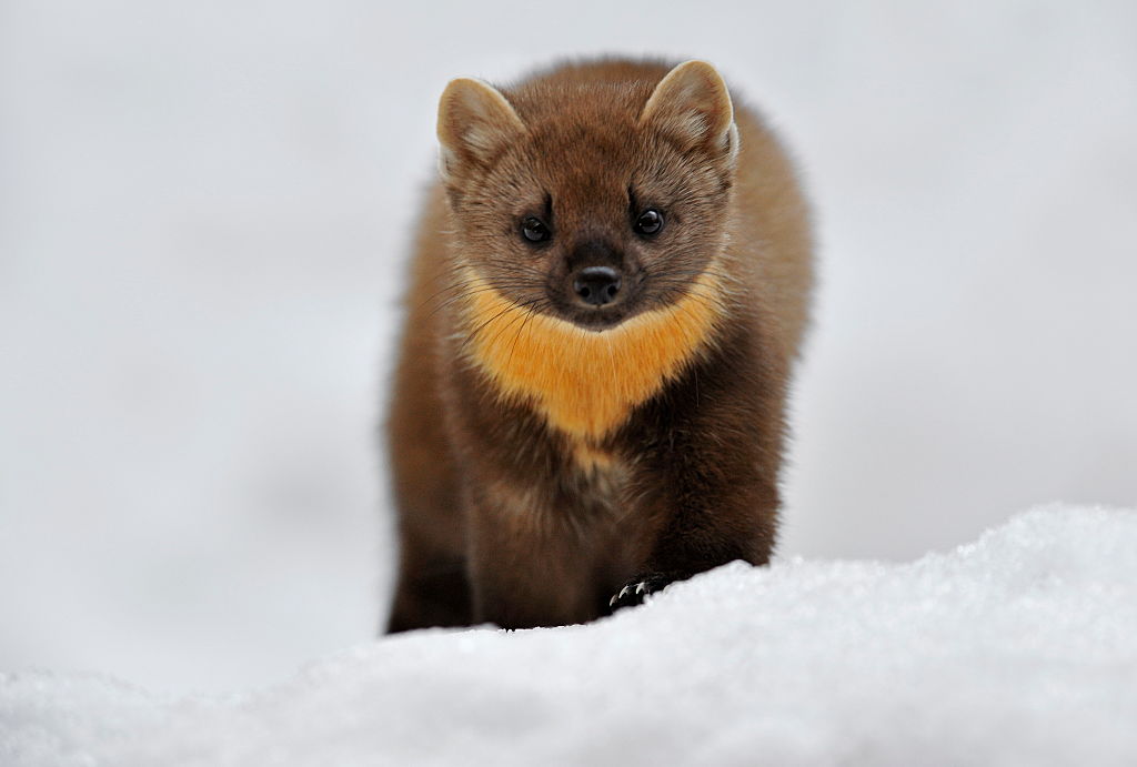 RCMP are investigating after the discovery of several dead martens in Prince Rupert.