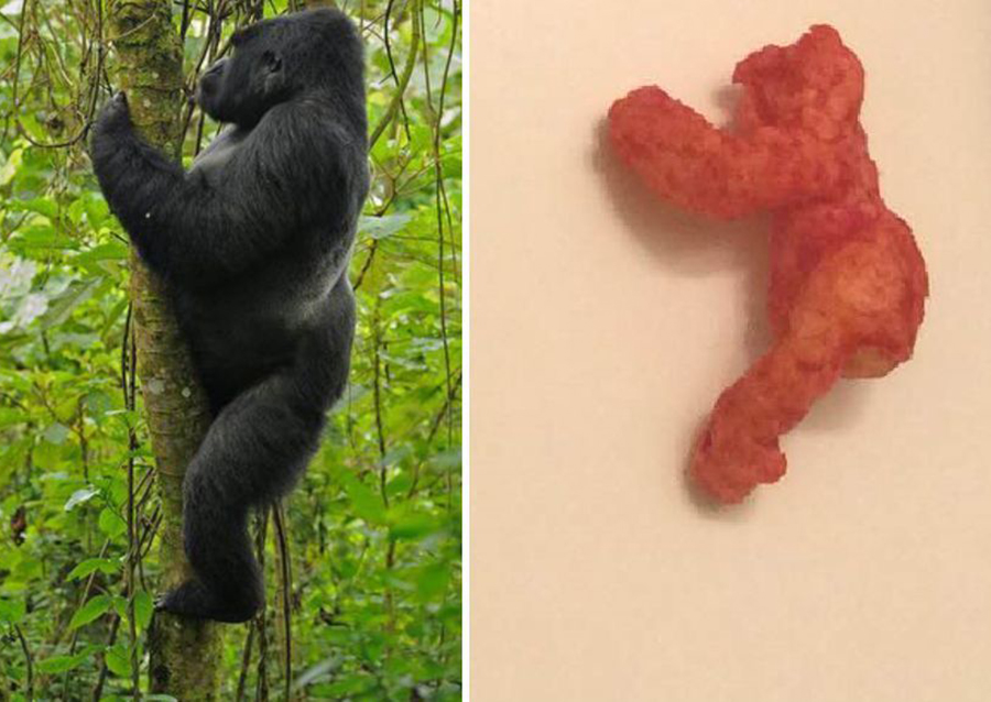 ‘Harambe’ Cheeto selling for almost $100,000 US on Ebay - image