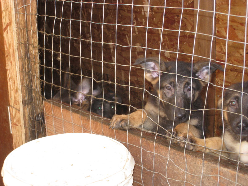 Proposed legislation aimed at puppy and kitten mills - image