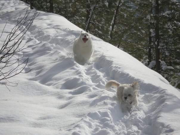 Beautiful photos of dogs playing in B.C. snow storm - image