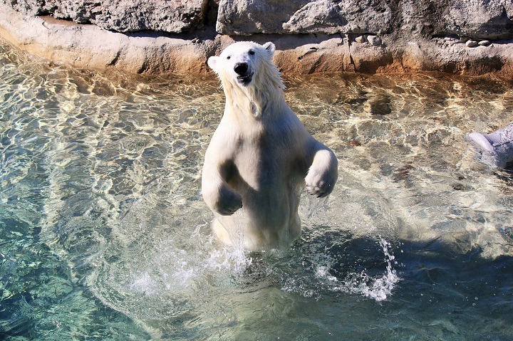 A Polar Bear at the Assiniboine Park Zoo.