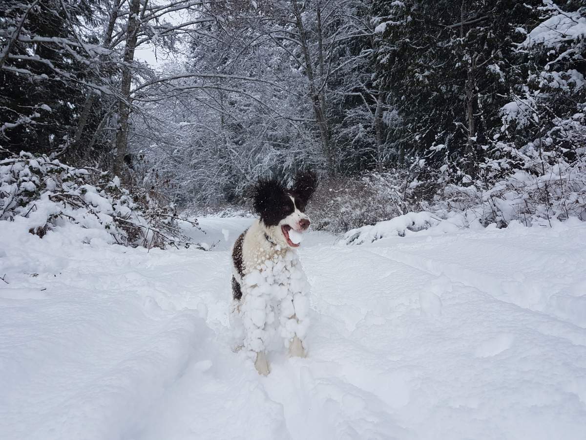 Beautiful photos of dogs playing in B.C. snow storm - image