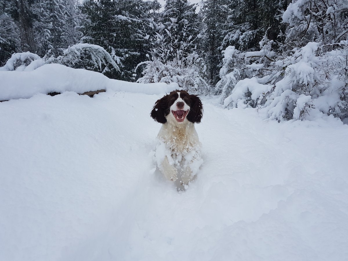 Beautiful photos of dogs playing in B.C. snow storm - image