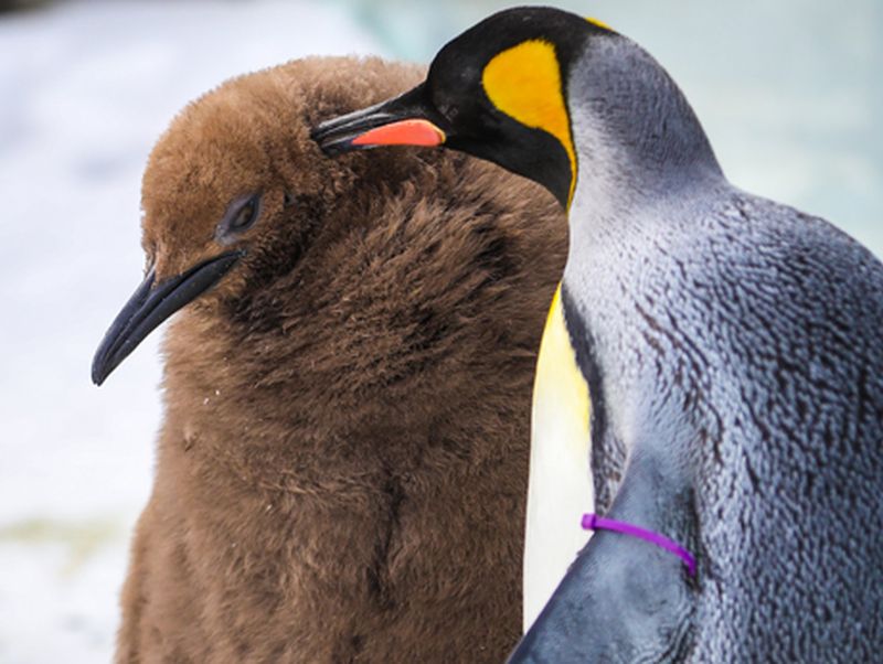 A King Penguin chick (left) is shown at the Calgary Zoo. 