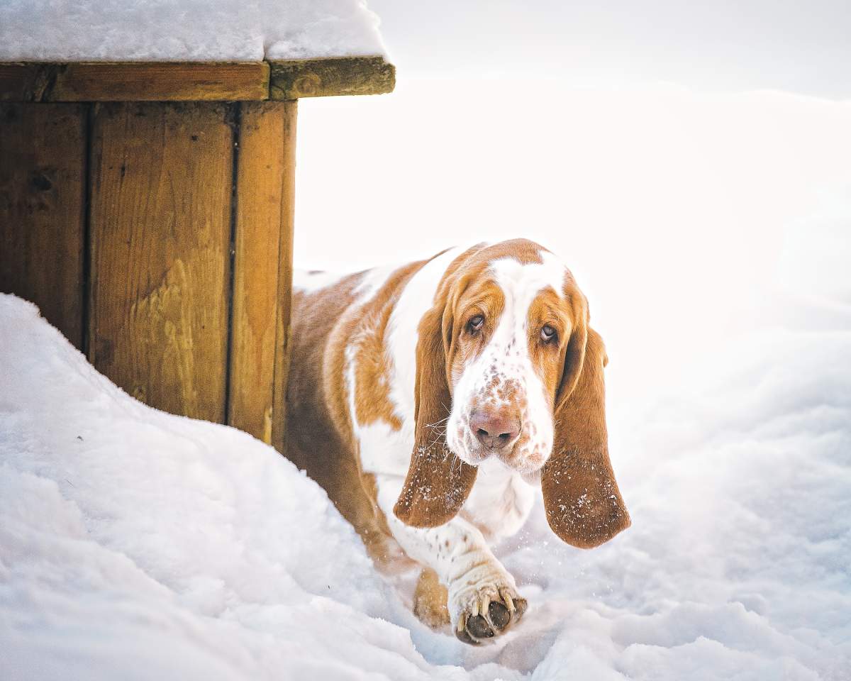 Beautiful photos of dogs playing in B.C. snow storm - image