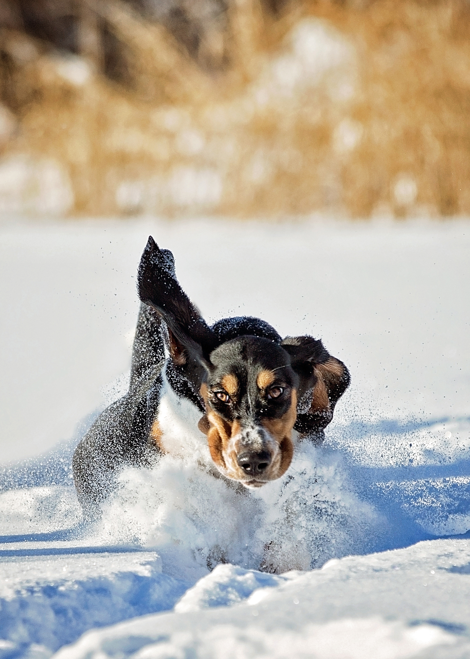 Beautiful Photos Of Dogs Playing In B C Snow Storm Globalnews Ca   Laureen Carruthers 3 