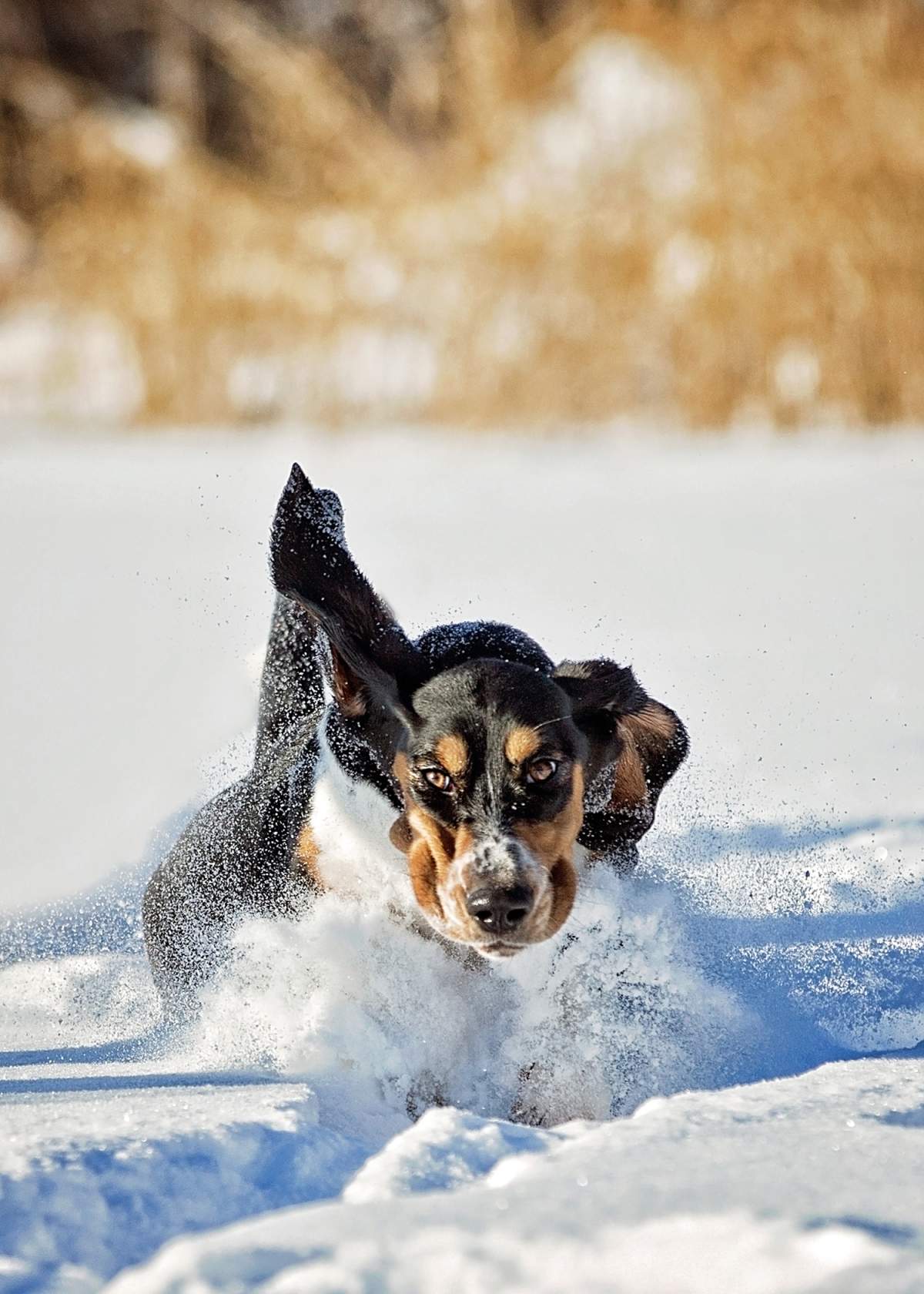 Beautiful photos of dogs playing in B.C. snow storm - image