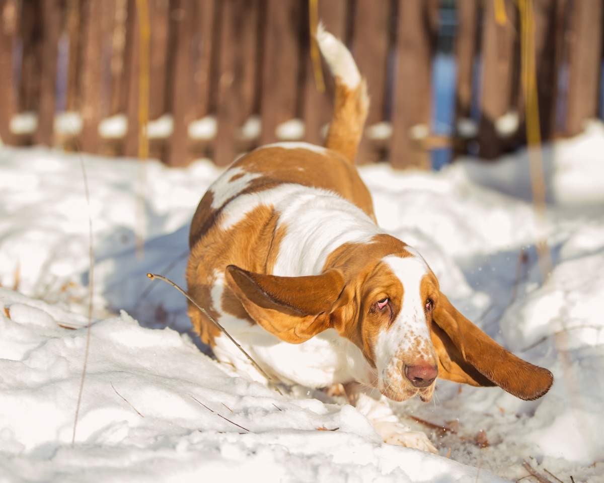 Beautiful photos of dogs playing in B.C. snow storm - image