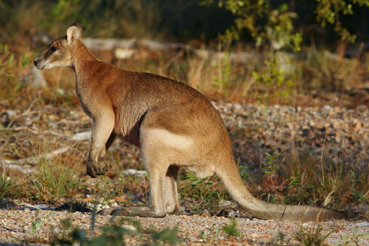 A wallaby is seen in this undated file photo.