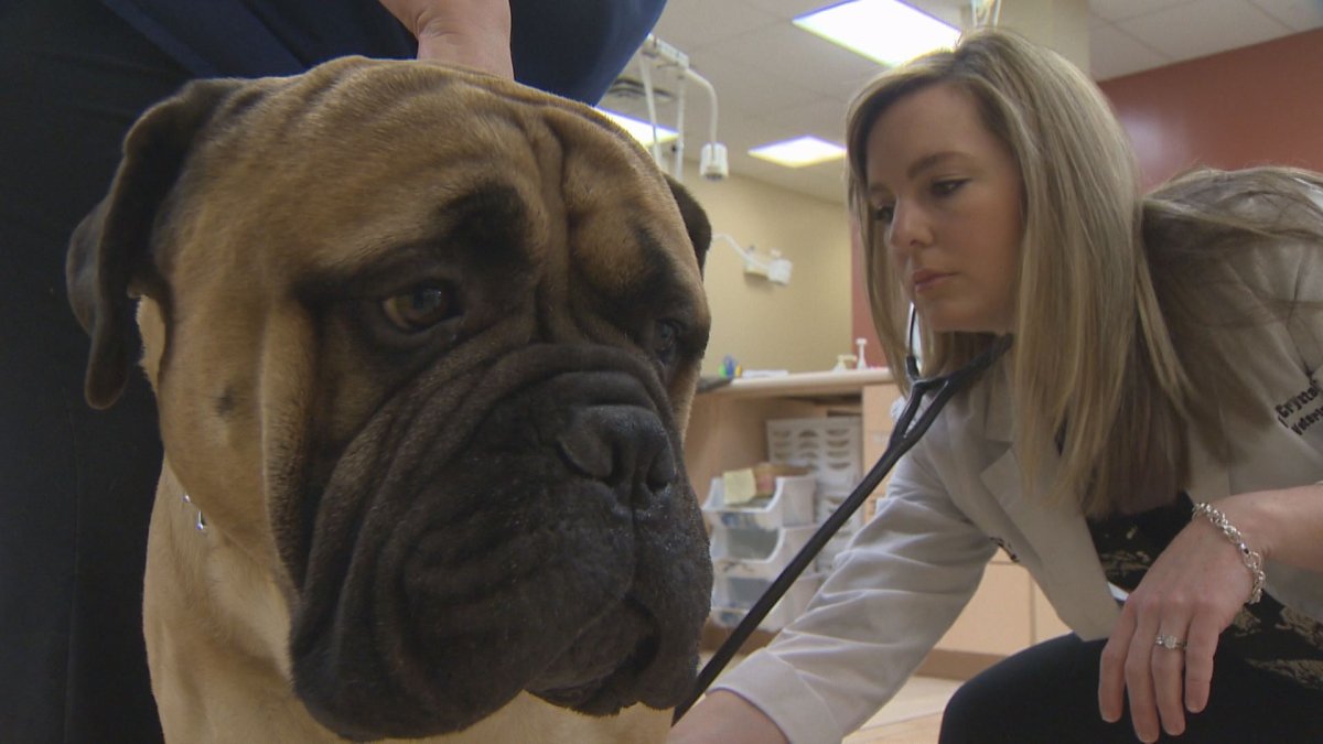 A helping paw Dartmouth animal clinic accepts dog and cat blood