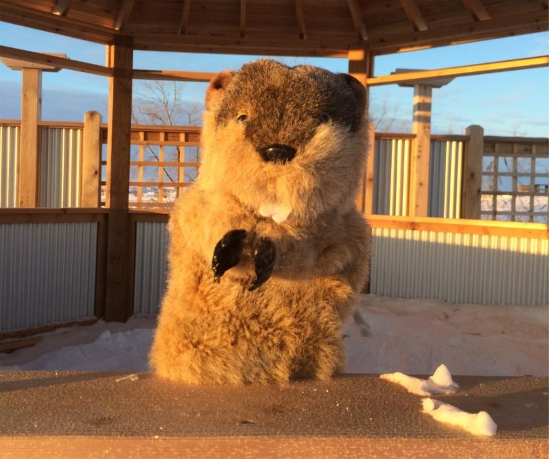 Manitoba Merv predicted six more weeks of winter.