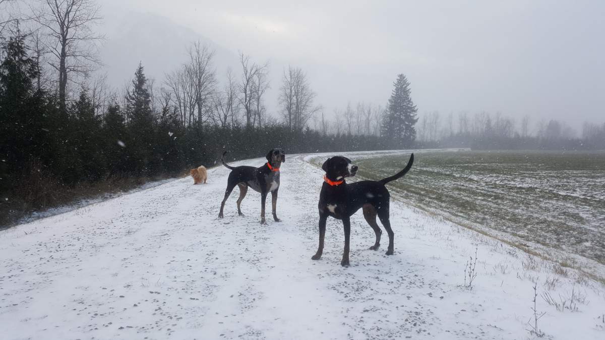 Beautiful photos of dogs playing in B.C. snow storm - image