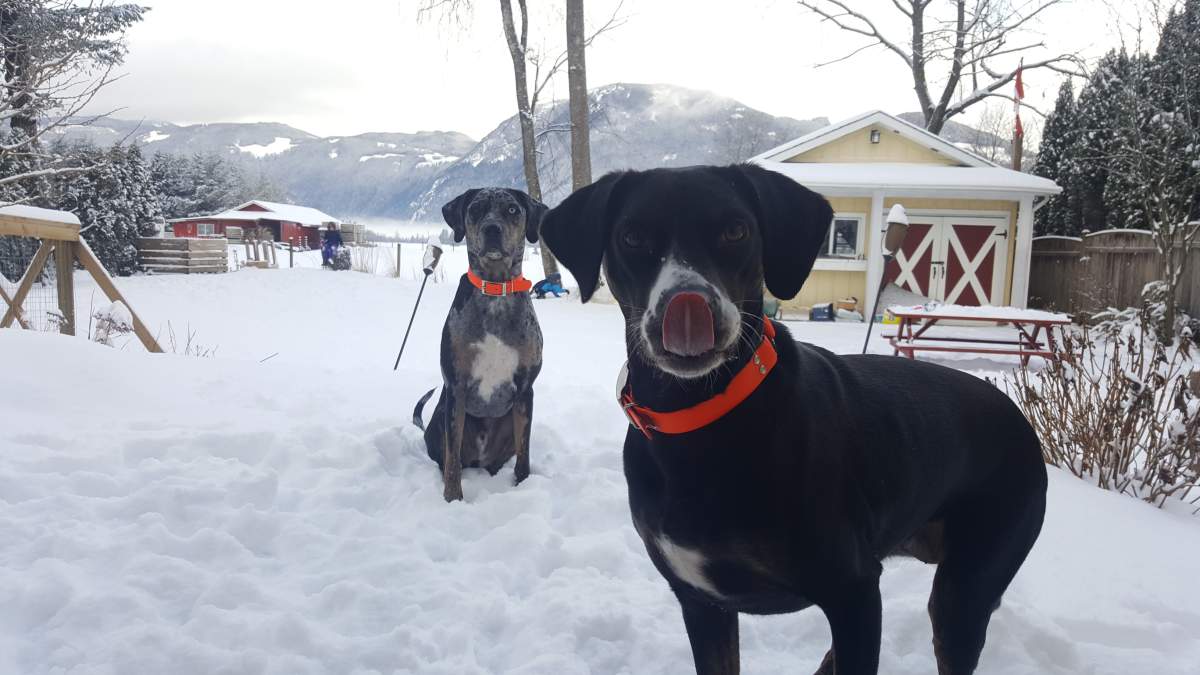 Beautiful photos of dogs playing in B.C. snow storm - image