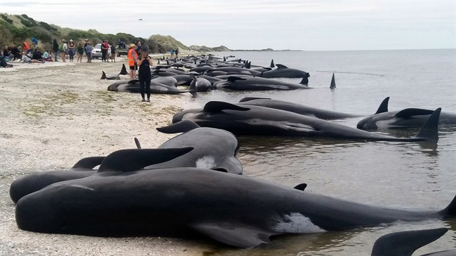 Whales are stranded at Farewell Spit near Nelson, New Zealand Friday, Feb. 10, 2017.  (Tim Cuff/New Zealand Herald via AP)