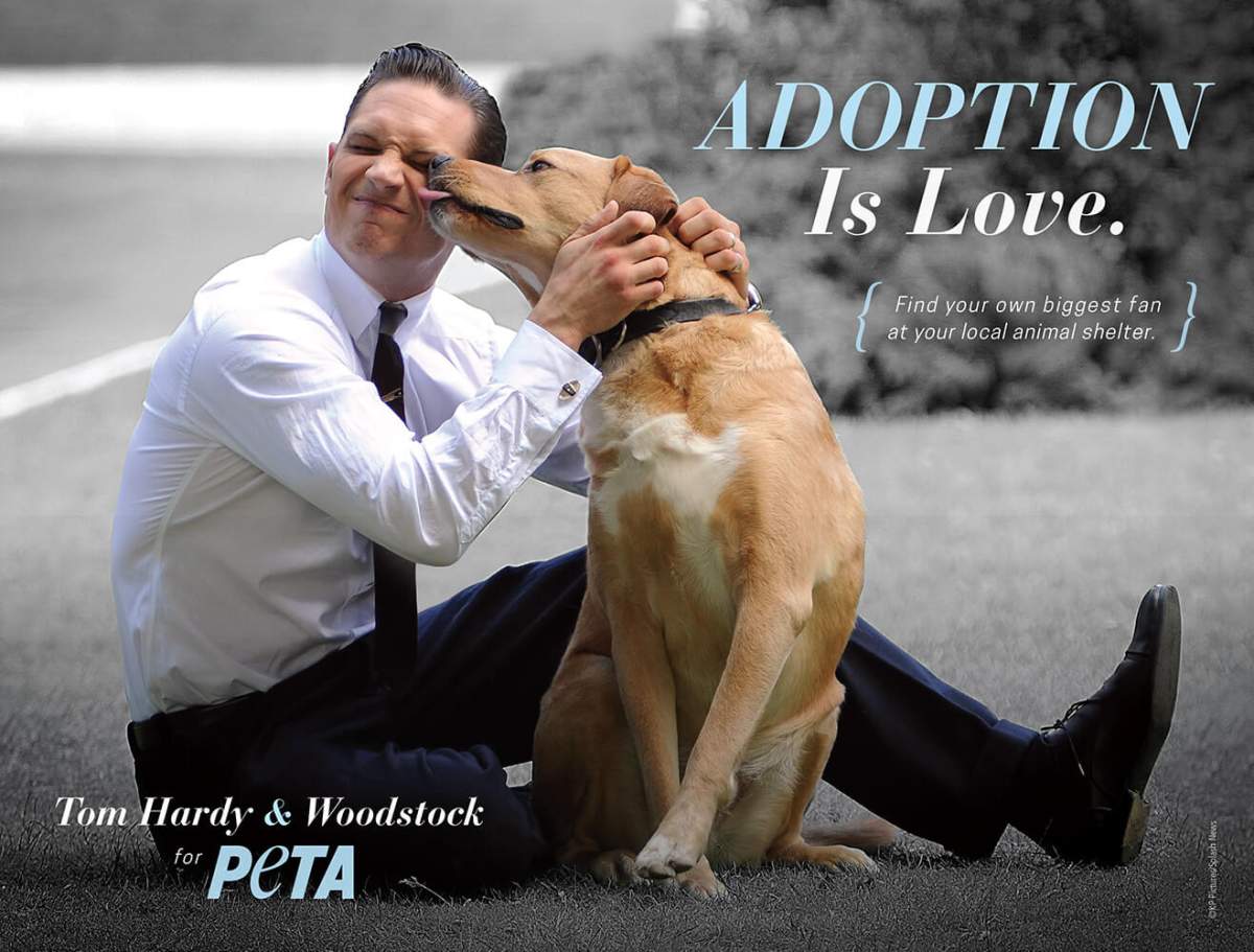 Tom Hardy and other stars speak up for ‘forgotten dogs’ in PETA video - image