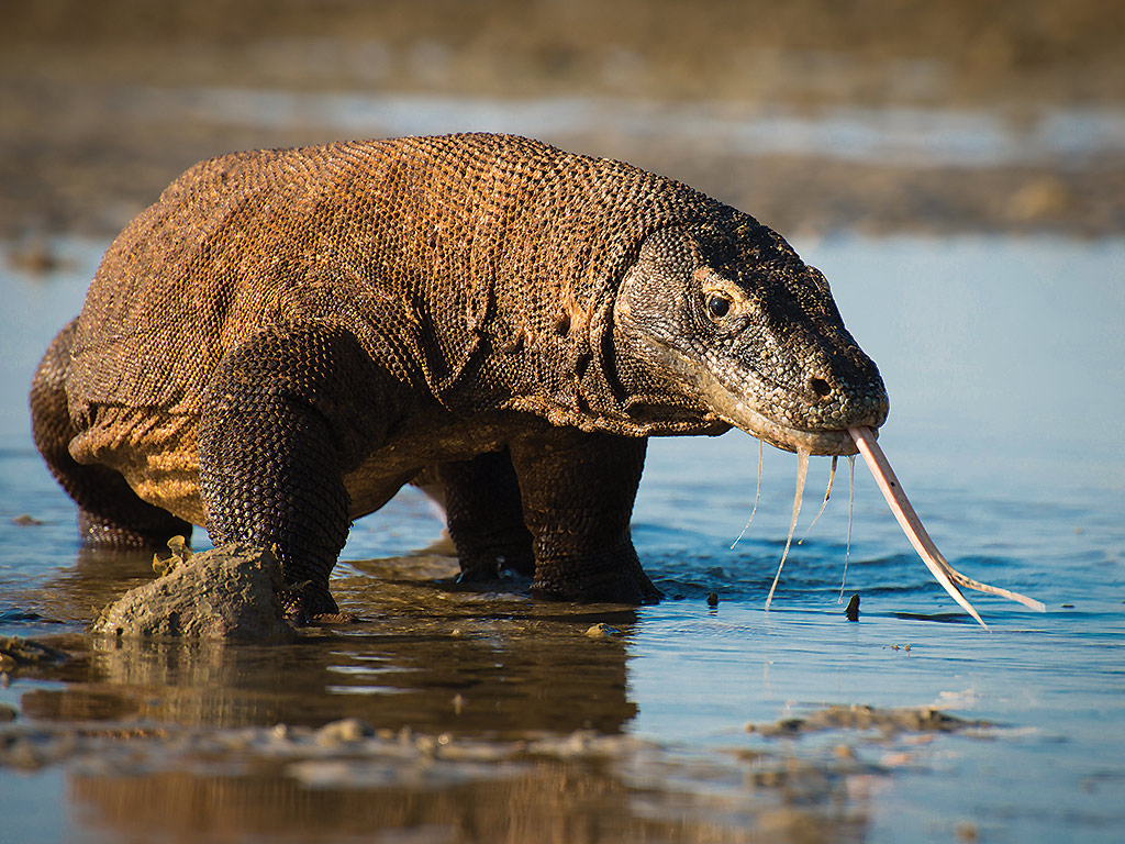 ‘Planet Earth II’ review: 9 things to know about the nature docuseries - image