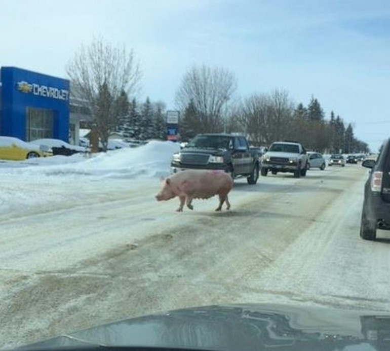 A pig walked along the main road in Altona, Man., Monday afternoon, causing a mini traffic jam.