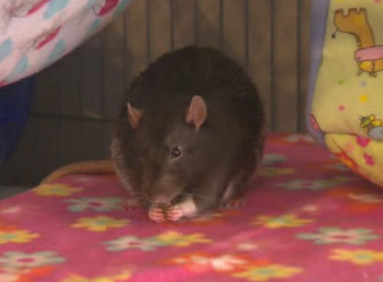 Should the B.C. government pay to rid the province of rats? | Globalnews.ca