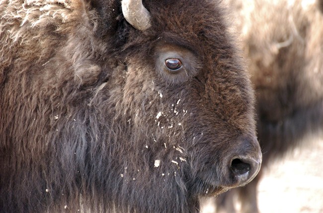 The abrupt death of a bison at the High Park Zoo on Saturday now has an investigation underway.