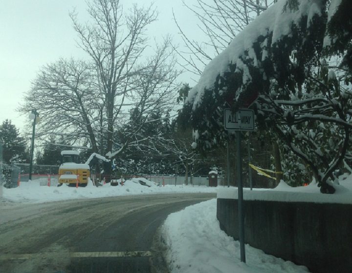 Tree removal in Port Coqutilam. Can you see the stop sign?