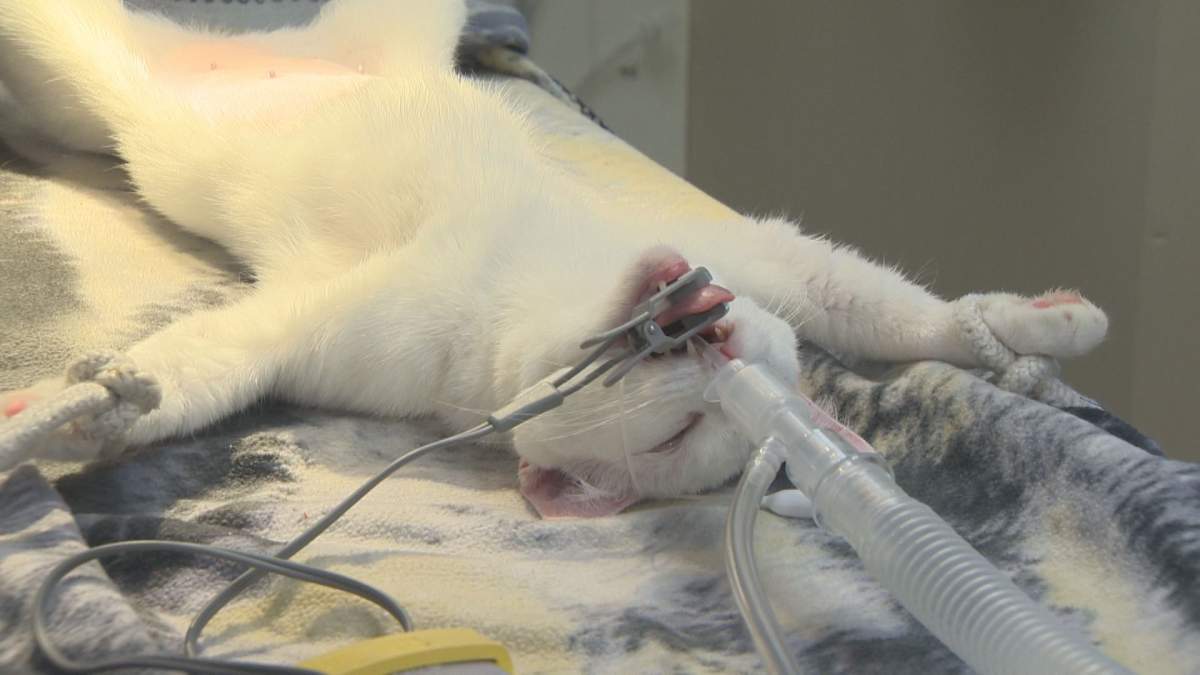 This cat was prepared to be spayed at Tantallon Veterinary Hospital in Upper Tantallon, N.S., on Feb. 28, 2017.